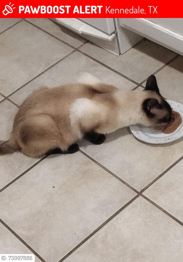 Lost Male Cat last seen He had on blue collar with bell, Kennedale, TX 76060