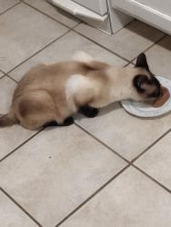 Lost Male Cat last seen He had on blue collar with bell, Kennedale, TX 76060