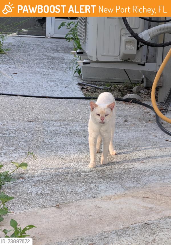 Found/Stray Male Cat last seen James St and Linder Place, New Port Richey, FL 34652
