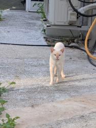 Found/Stray Male Cat last seen James St and Linder Place, New Port Richey, FL 34652