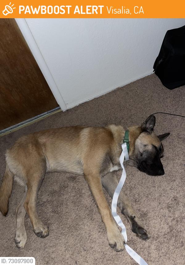 Found/Stray Male Dog last seen Amazon HLA6 building, Visalia, CA 93277