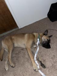 Found/Stray Male Dog last seen Amazon HLA6 building, Visalia, CA 93277