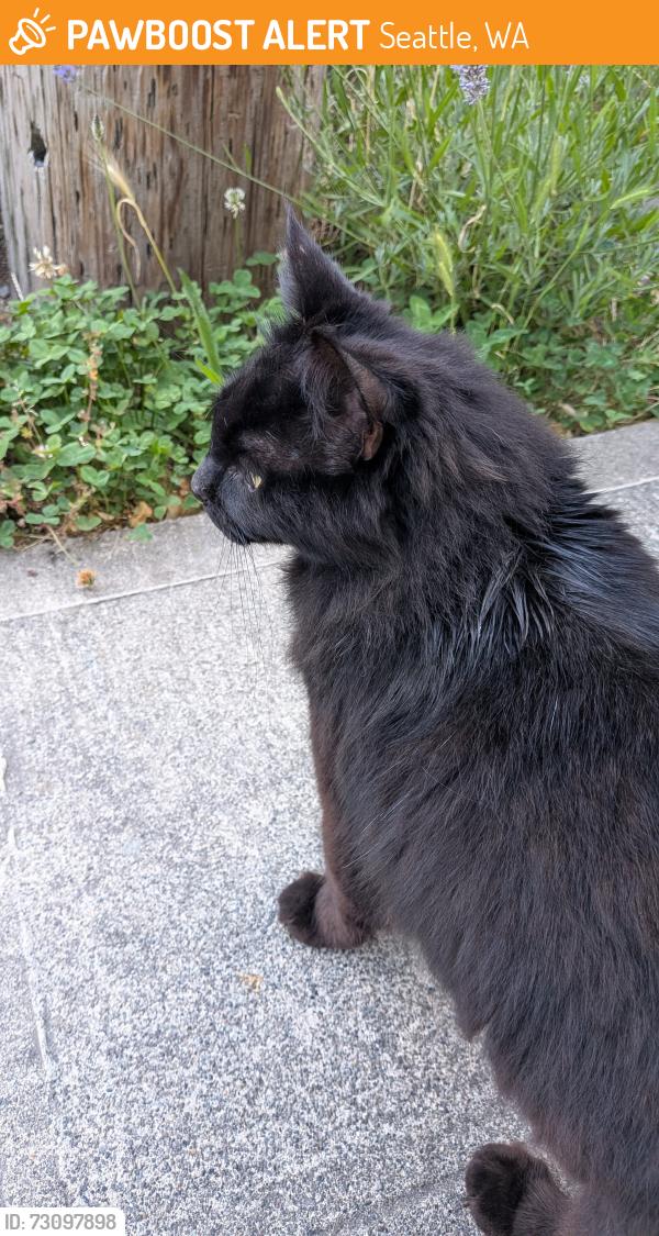Found/Stray Unknown Cat last seen Judkins St S, near the park across from Judkins Park Link Station, Seattle, WA 98144