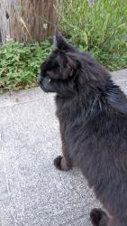 Found/Stray Unknown Cat last seen Judkins St S, near the park across from Judkins Park Link Station, Seattle, WA 98144
