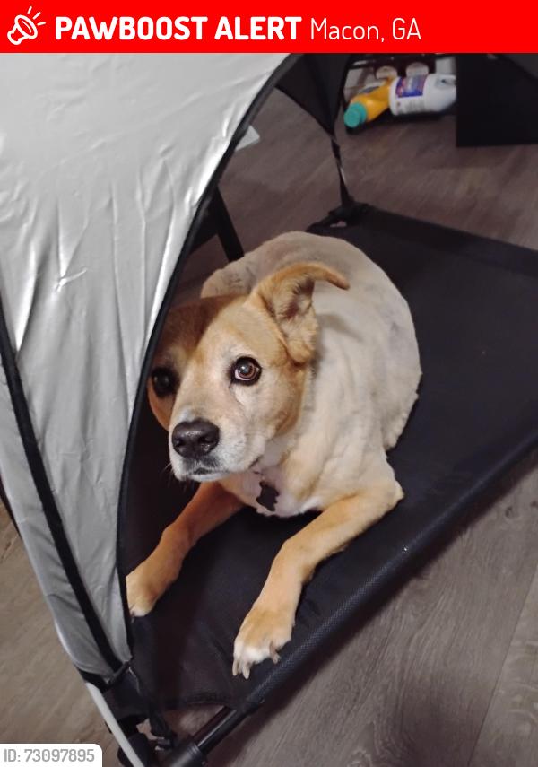 Lost Female Dog last seen Hey 23 fort hill, Macon, GA 31217
