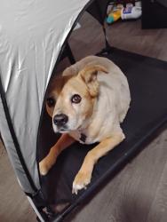 Lost Female Dog last seen Hey 23 fort hill, Macon, GA 31217