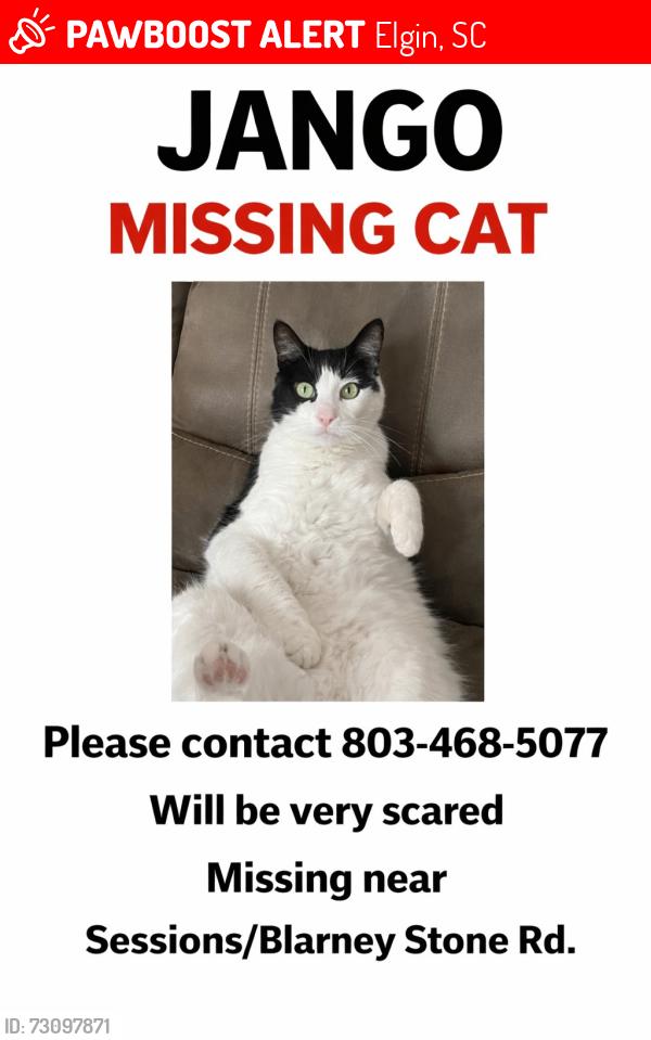 Lost Male Cat last seen Blarney Stone Rd, Elgin, SC, Elgin, SC 29045