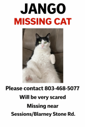 Lost Male Cat last seen Blarney Stone Rd, Elgin, SC, Elgin, SC 29045