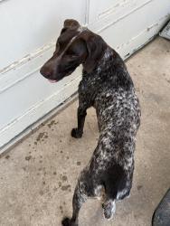 Found/Stray Unknown Dog last seen A&M Ave. San Angelo, Tx, San Angelo, TX 76903