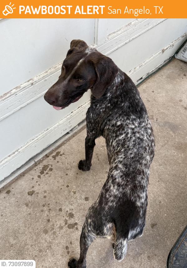 Found/Stray Unknown Dog last seen A&M Ave. San Angelo, Tx, San Angelo, TX 76903