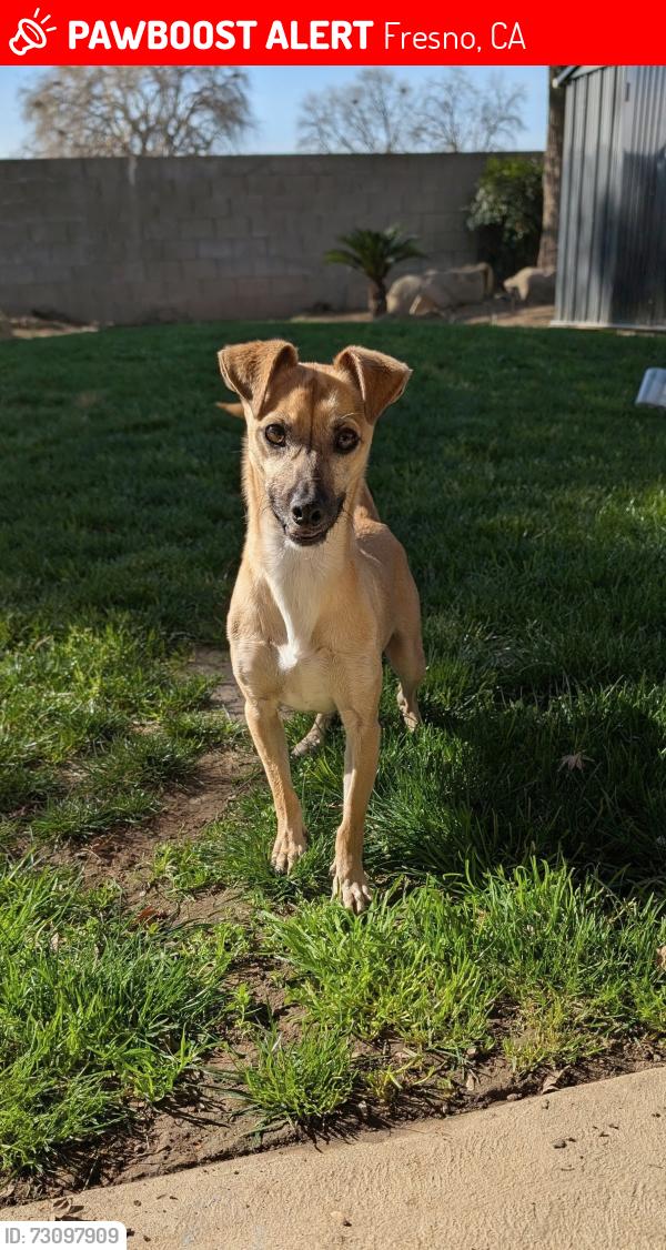 Lost Male Dog last seen Near n 10th st, Fresno, CA 93720