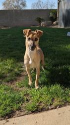 Lost Male Dog last seen Near n 10th st, Fresno, CA 93720