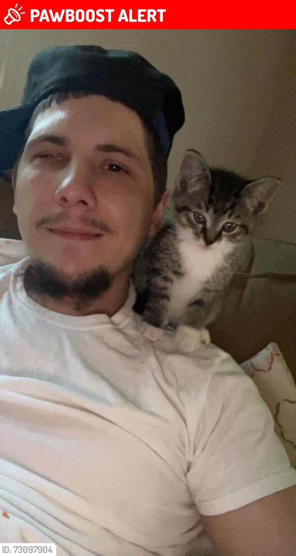 Lost Male Cat last seen Summit, Muskegon Heights, MI 49444