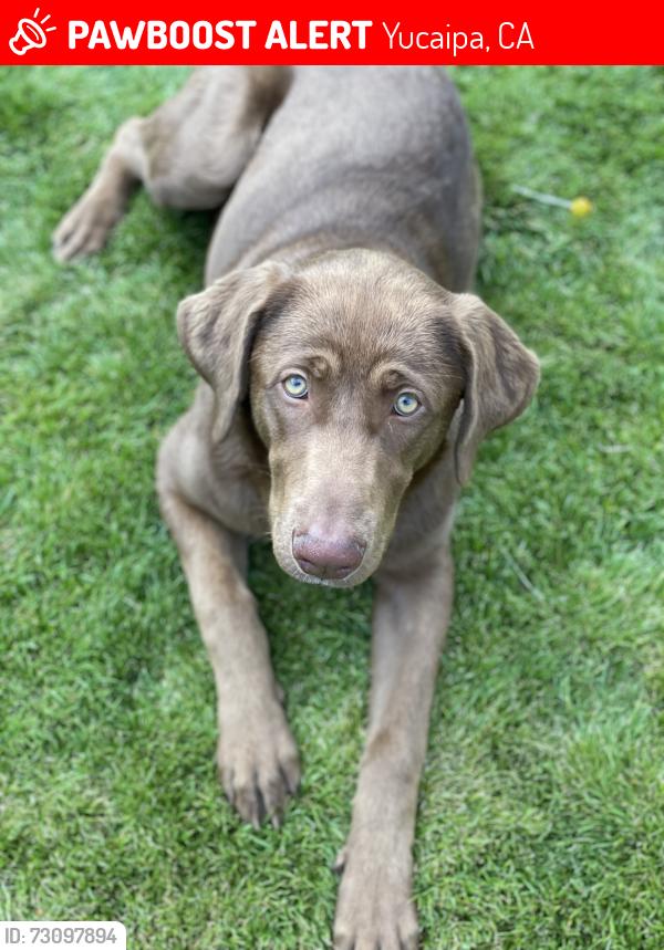 Lost Female Dog last seen Ave C and 2nd Street, Yucaipa, CA 92399