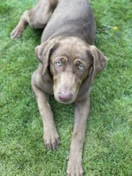 Lost Female Dog last seen Ave C and 2nd Street, Yucaipa, CA 92399