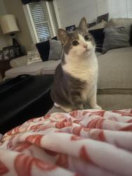 Reunited Male Cat last seen Windsor Ridge Dr, Rock Hill, SC 29732