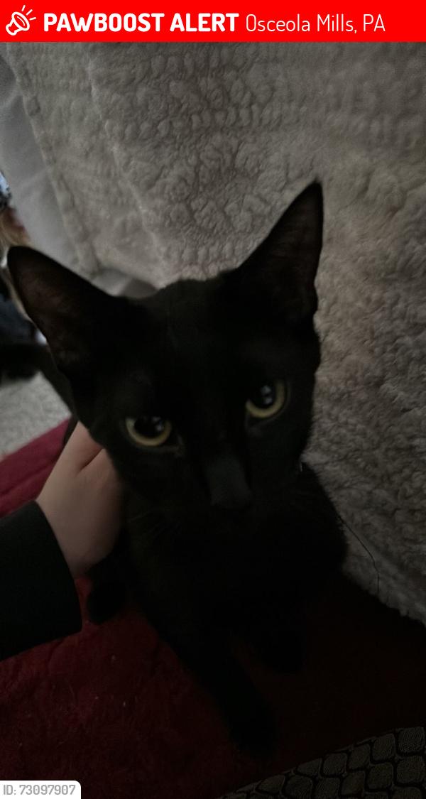 Lost Female Cat last seen Osceola mills, pa, Osceola Mills, PA 16666