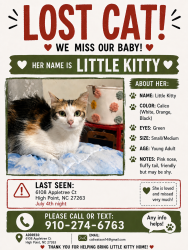 Reunited Female Cat last seen Near appletree court, High Point, NC 27263
