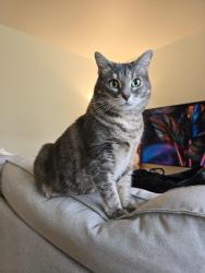 Lost Female Cat last seen Elliot Bay Trail, between Port of Seattle Marine Maintenance North and the pink trash can, in the thorny ivy bushes. https://maps.app.goo.gl/KNBmn4TCg3g6MC8dA?g_st=ac, Seattle, WA 98119