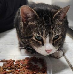 Reunited Unknown Cat last seen Marion and Larpenteur, Roseville, MN 55113