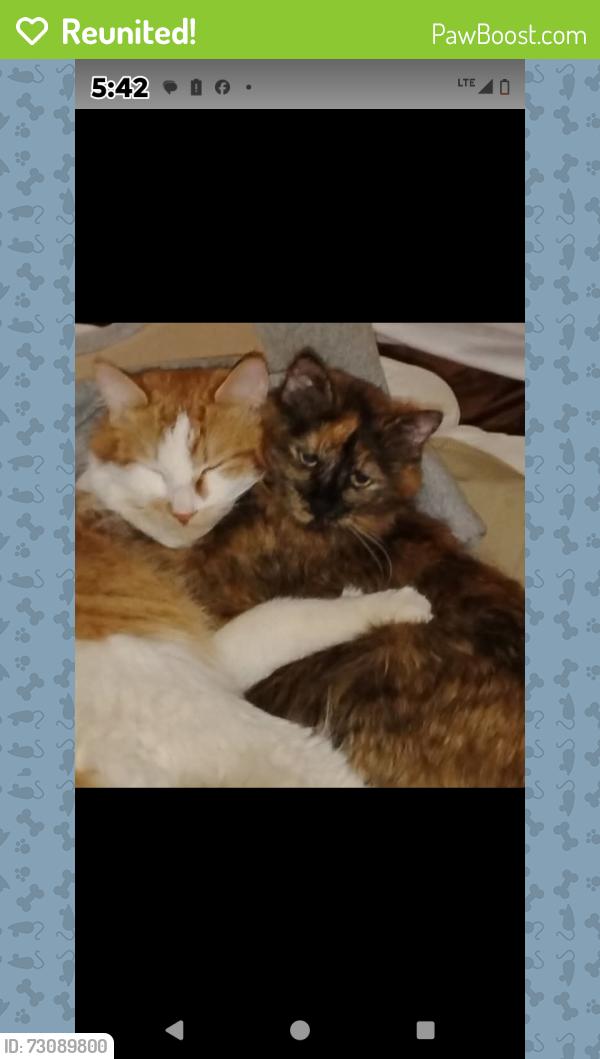 Reunited Male Cat last seen Near 69 St, Edmonton, AB T5B 1S1