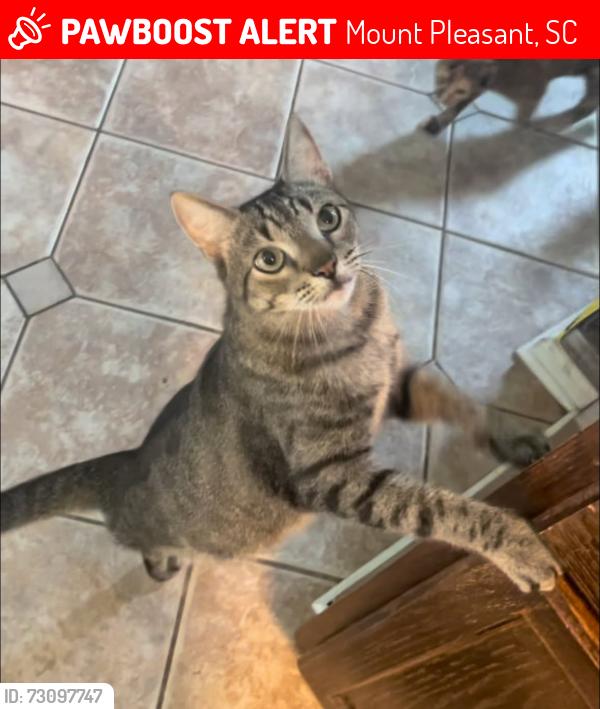 Lost Male Cat last seen Churchill Park Entrance, Mount Pleasant, SC 29466