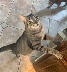 Lost Male Cat last seen Churchill Park Entrance, Mount Pleasant, SC 29466
