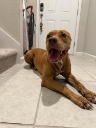 Reunited Male Dog last seen Collingswood drive , Deltona, FL 32738