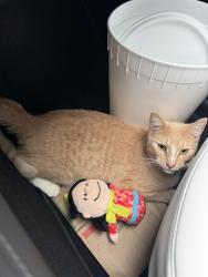 Lost Male Cat last seen Orangewood and Dale, Garden Grove, CA 92841
