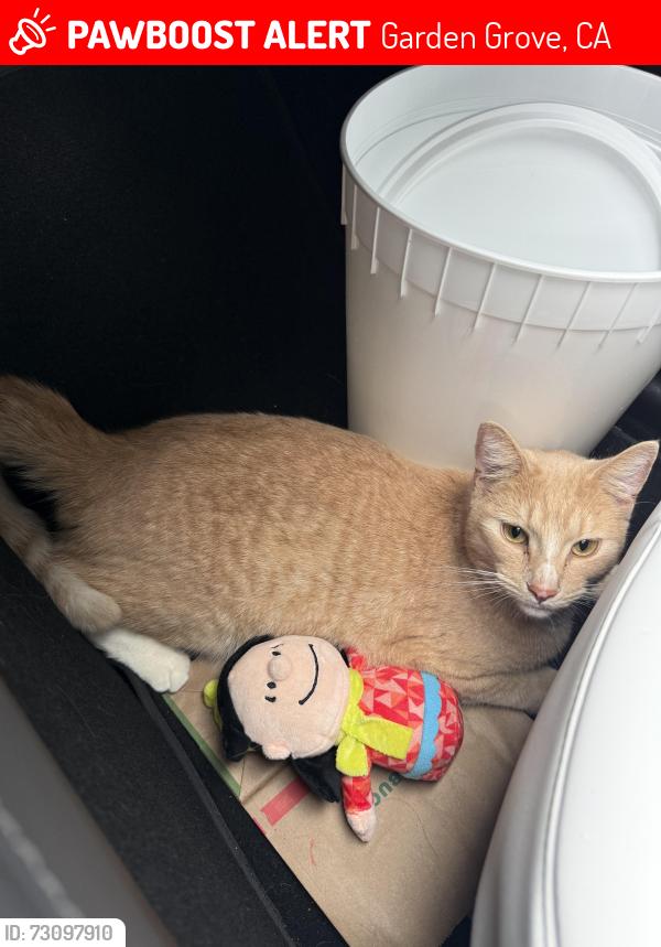 Lost Male Cat last seen Orangewood and Dale, Garden Grove, CA 92841