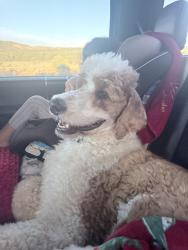 Lost Male Dog last seen Rio grande high school, Albuquerque, NM 87105