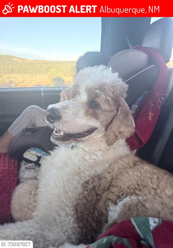 Lost Male Dog last seen Rio grande high school, Albuquerque, NM 87105