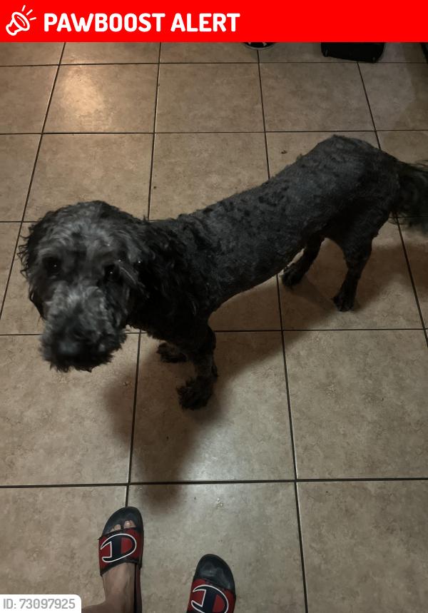 Lost Male Dog last seen S Premiere Ave and Cardinal St, Homosassa Springs, FL 34446
