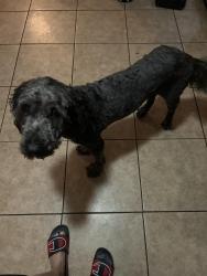 Lost Male Dog last seen S Premiere Ave and Cardinal St, Homosassa Springs, FL 34446