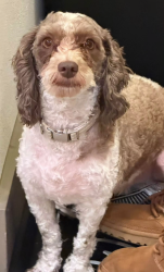 Lost Male Dog last seen Saddlebrook ests, Waxahachie, TX 75165