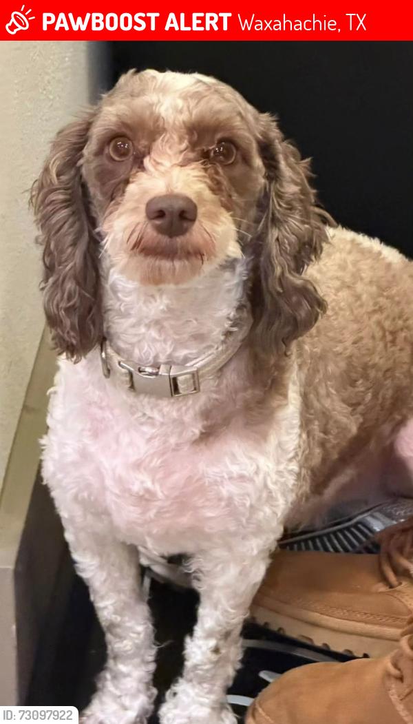Lost Male Dog last seen Saddlebrook ests, Waxahachie, TX 75165