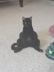 Lost Male Cat last seen Kinnow/Limecrest, Riverside, CA 92508