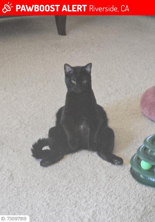 Lost Male Cat last seen Kinnow/Limecrest, Riverside, CA 92508
