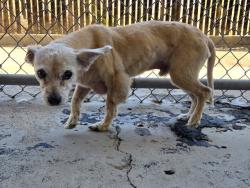 Shelter Stray Male Dog last seen Near BLOCK EUCALYPTUS DR, BAKERSFIELD CA 93306, 3951 Fruitvale Ave, Bakersfield, CA 93308, USA