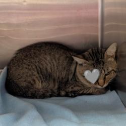Shelter Stray Male Cat last seen Near BLOCK TORREON, 4710 TX-151, San Antonio, TX 78227, USA