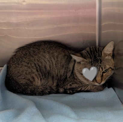 Shelter Stray Male Cat last seen Near BLOCK TORREON, 4710 TX-151, San Antonio, TX 78227, USA