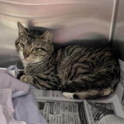 Shelter Stray Male Cat last seen OSTROM DR, 4710 TX-151, San Antonio, TX 78227, USA