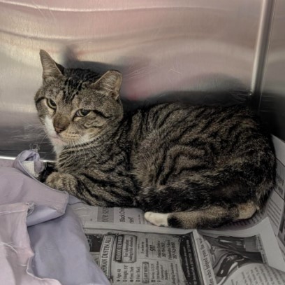 Shelter Stray Male Cat last seen OSTROM DR, 4710 TX-151, San Antonio, TX 78227, USA
