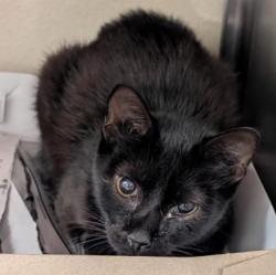 Shelter Stray Male Cat last seen Near BLOCK STEVES, 4710 TX-151, San Antonio, TX 78227, USA