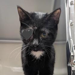 Shelter Stray Female Cat last seen Near BLOCK NW 410, 4710 TX-151, San Antonio, TX 78227, USA