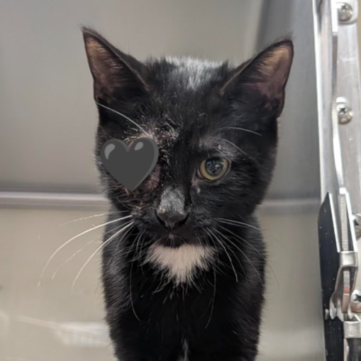 Shelter Stray Female Cat last seen Near BLOCK NW 410, 4710 TX-151, San Antonio, TX 78227, USA