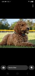 Lost Male Dog last seen Goodenow ave, Crete, IL 60417