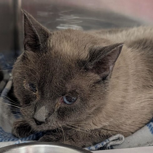 Shelter Stray Male Cat last seen ABBEY FALLS, 4710 TX-151, San Antonio, TX 78227, USA