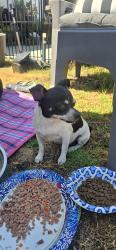 Found/Stray Male Dog last seen Western Costume Co, Los Angeles, CA 91605