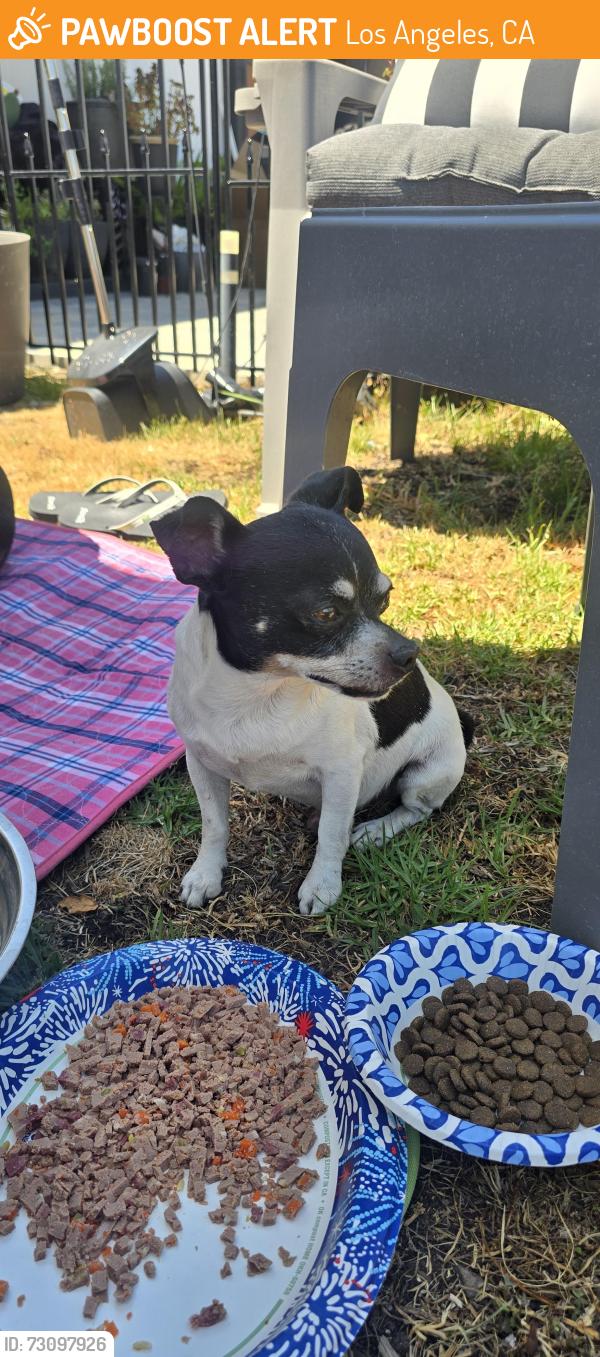 Found/Stray Male Dog last seen Western Costume Co, Los Angeles, CA 91605